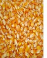MAKKA SWEET CORN 10 GM 
