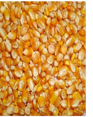 MAKKA SWEET CORN 10 GM 