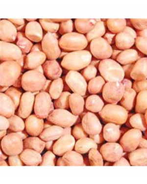 MOD PEANUT DANA 500 GMS